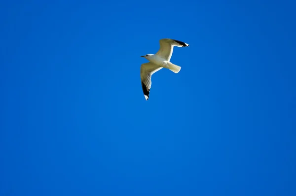 White seagull fly on blue summer sea — Stock Photo, Image