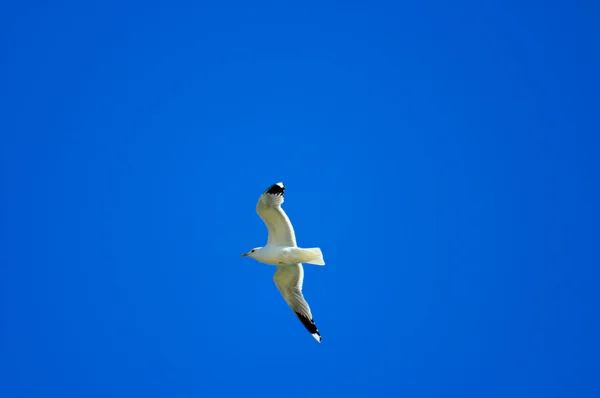 Gaivota branca voar no mar azul verão — Fotografia de Stock