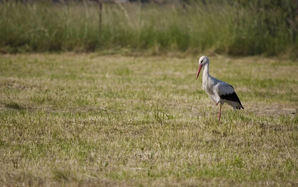 Stork on the green background — Stock Photo, Image