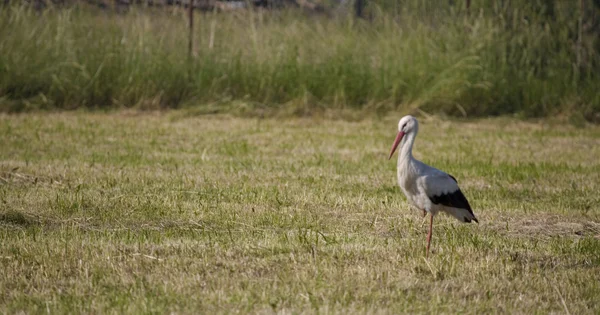 緑の背景にコウノトリ — ストック写真