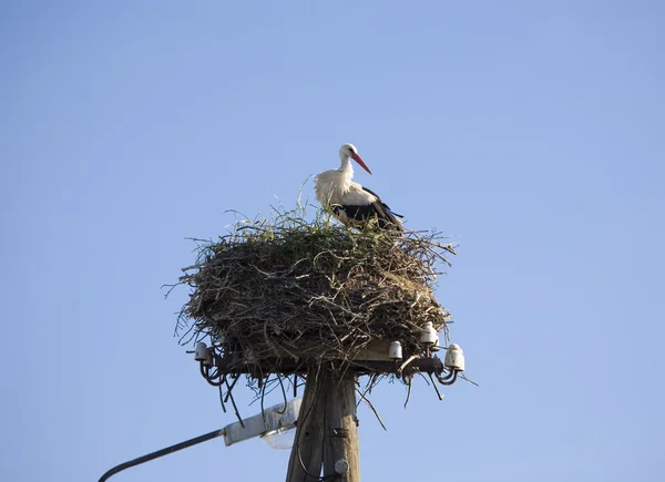 Weißstorch mit rotem Schnabel auf dem Nest — Stockfoto