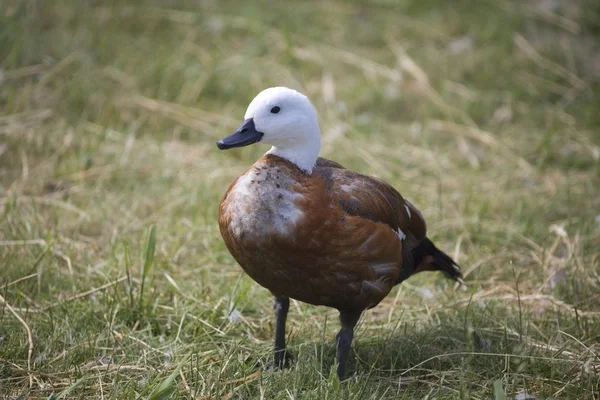 duck on green grass