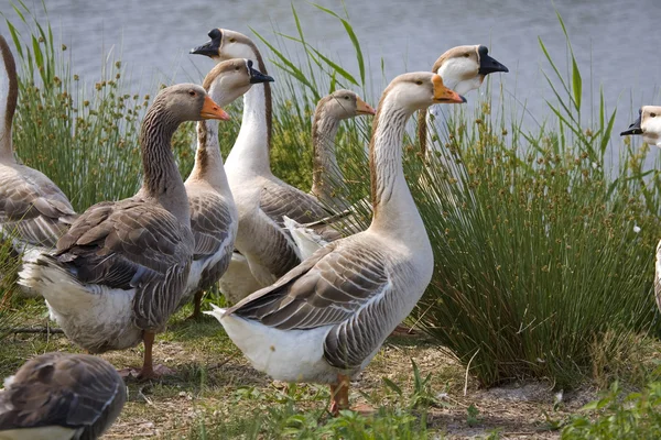 Brown and white goose by blue lake — Stock Photo, Image