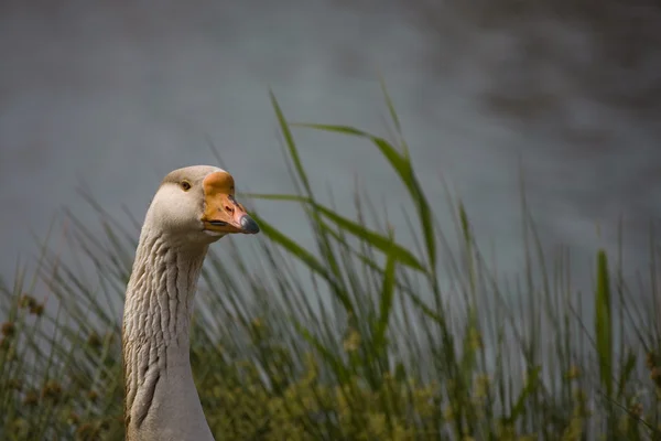 Braune und weiße Gans am blauen See — Stockfoto