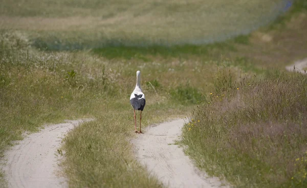 Accarezzare su strada — Foto Stock