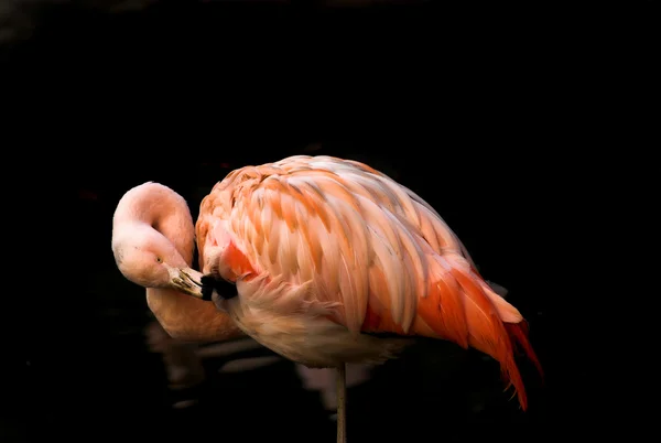 Flamingo rosa no fundo preto — Fotografia de Stock