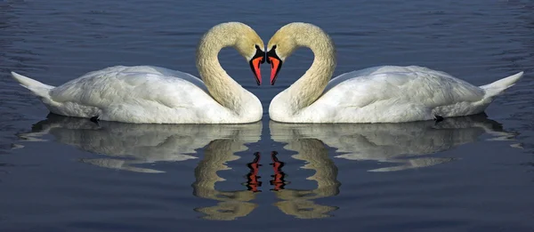 Hert of swan — Stock Photo, Image