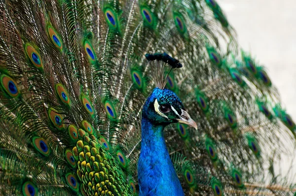 Pavão fundo colorido — Fotografia de Stock