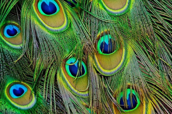 Peacock colorful background — Stock Photo, Image