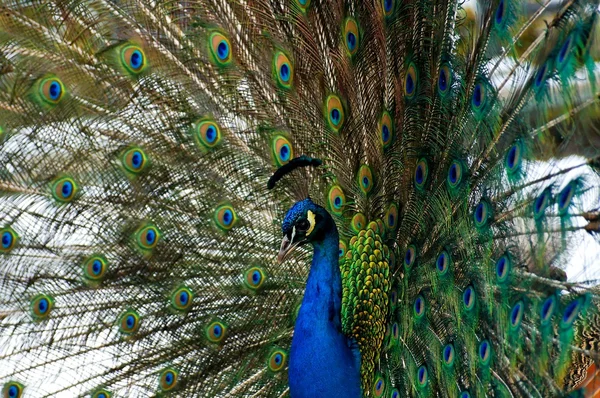 Pavão fundo colorido — Fotografia de Stock