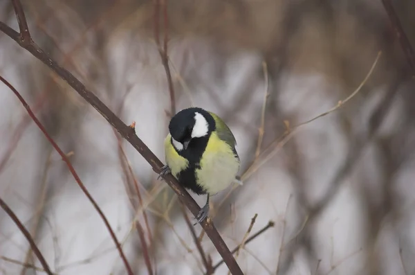 Tit no inverno — Fotografia de Stock