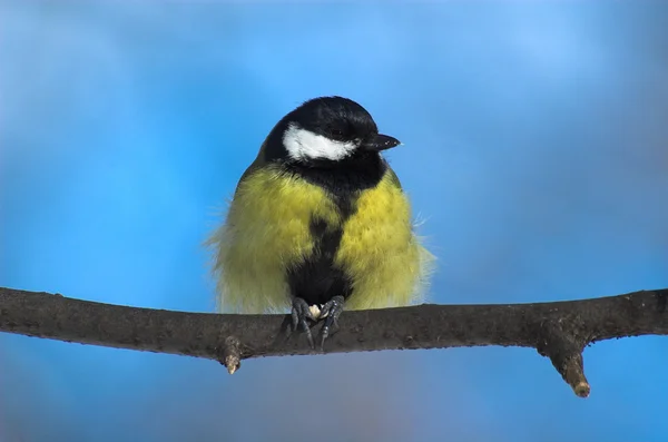 Tit no inverno — Fotografia de Stock