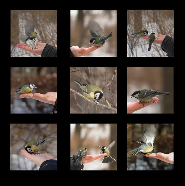 Tit e mano — Foto Stock