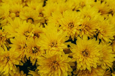 Güzel, küçük, sarı, sonbahar kasımpatı çiçekleri doğal bir arka plan oluşturuyor.