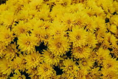 Güzel, küçük, sarı, sonbahar kasımpatı çiçekleri doğal bir arka plan oluşturuyor.