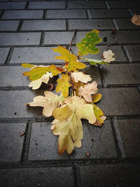 Όμορφα Φύλλα Βελανιδιάς Που Βρίσκονται Στο Υγρό Γκρι Πεζοδρόμιο Μια — Φωτογραφία Αρχείου