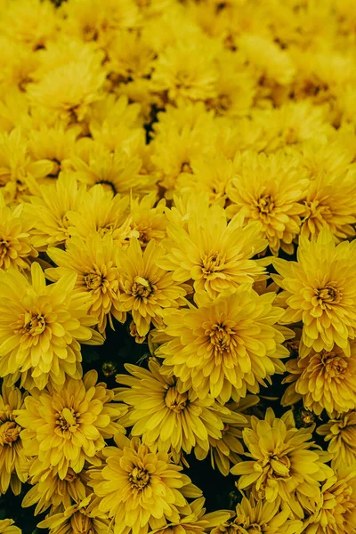Hermosas Flores Crisantemo Otoño Amarillo Que Forman Fondo Natural — Foto de Stock