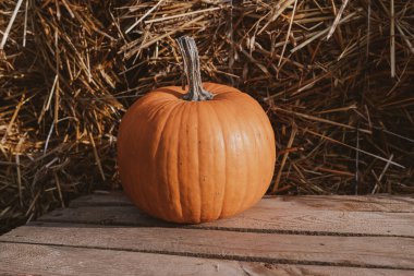 Güzel, büyük, turuncu balkabakları sıcak bir sonbahar gününde dışarıda.