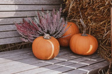 Güzel, büyük, turuncu balkabakları sıcak bir sonbahar gününde dışarıda.