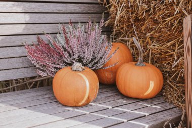 Güzel, büyük, turuncu balkabakları sıcak bir sonbahar gününde dışarıda.
