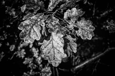 Güzel rengarenk sonbahar yaprakları yakın planda bir ağaçta