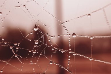 Bir sonbahar günü açık havada örümcek ağına küçük tatlı su damlaları düşer.