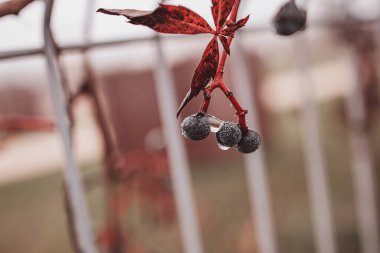 Güzel bir sonbahar koyu mavi meyvesi örümcek ağıyla ve su damlalarıyla yakın çekim