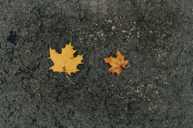 Güzel akçaağaç yaprakları bir sonbahar gününde nemli gri asfalt kaldırımda yatar.