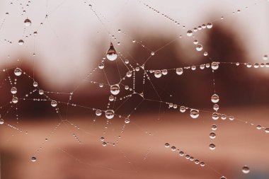 Bir sonbahar günü açık havada örümcek ağına küçük tatlı su damlaları düşer.