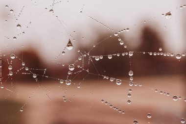 Bir sonbahar günü açık havada örümcek ağına küçük tatlı su damlaları düşer.