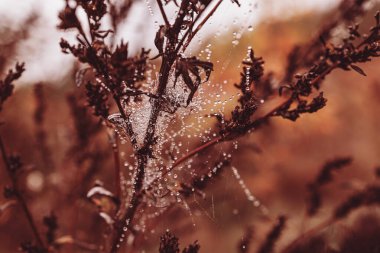 Bir sonbahar günü açık havada örümcek ağına küçük tatlı su damlaları düşer.