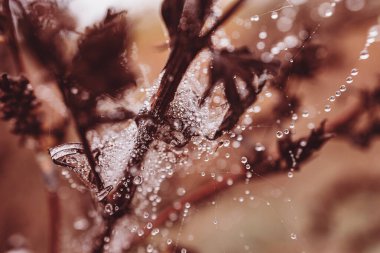 Bir sonbahar günü açık havada örümcek ağına küçük tatlı su damlaları düşer.