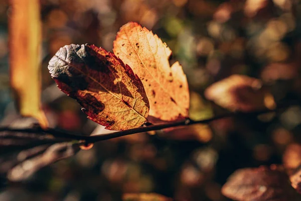 庭の暖かい太陽に照らされた美しい黄金の秋の茂みの葉 — ストック写真
