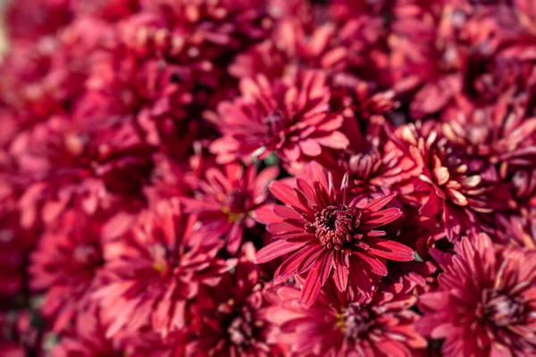 Hermosas Flores Otoño Crisantemo Magenta Primer Plano — Foto de Stock