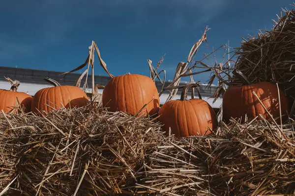 Schöne Große Orangefarbene Kürbisse Draußen Einem Warmen Herbsttag — Stockfoto