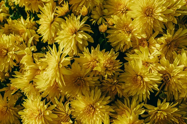 Piękne Małe Żółte Jesienne Chryzantemy Kwiaty Tworzące Naturalne Tło — Zdjęcie stockowe
