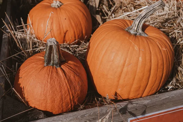 Schöne Große Orangefarbene Kürbisse Draußen Einem Warmen Herbsttag — Stockfoto