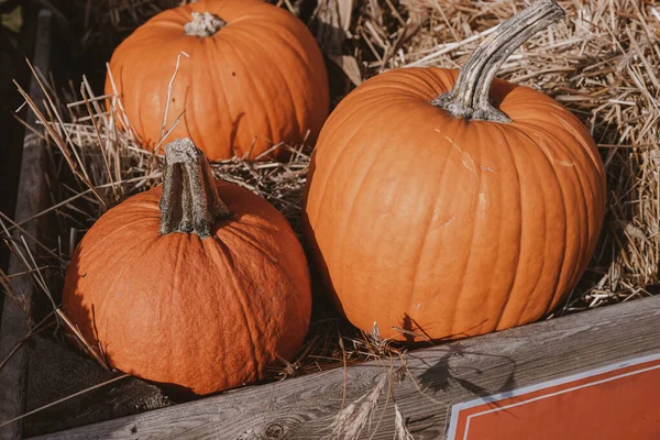 Belle Grandi Zucche Arancioni Fuori Una Calda Giornata Autunnale — Foto Stock