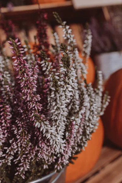 beautiful autumn flowers purple heathers in the garden