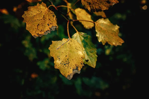 Gyönyörű Színes Őszi Levelek Egy Fán Közelkép — Stock Fotó