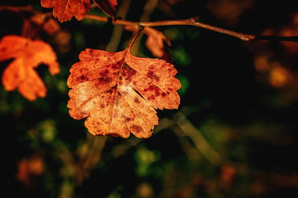 Mooie Kleurrijke Herfstbladeren Een Boom Close — Stockfoto
