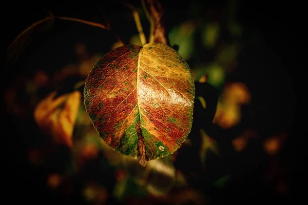 美丽的五彩缤纷的秋天树叶挂在一棵树上 — 图库照片