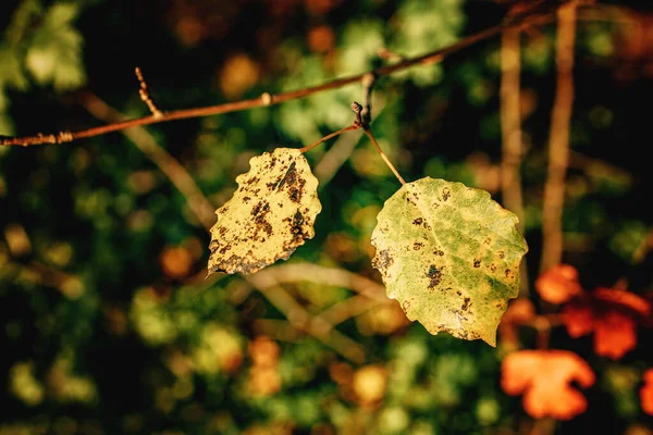 Schöne Bunte Herbstblätter Auf Einem Baum Aus Nächster Nähe — Stockfoto
