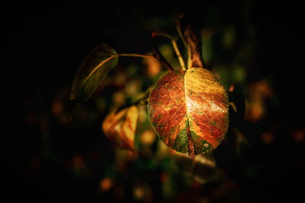 美しい紅葉が木々の上に迫ってくる — ストック写真