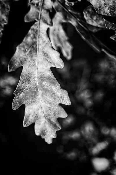 Schöne Bunte Herbstblätter Auf Einem Baum Aus Nächster Nähe — Stockfoto