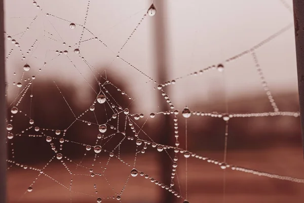 Hermoso Poco Gotas Agua Suave Una Tela Araña Primer Plano —  Fotos de Stock