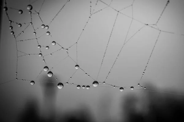 Mooi Zacht Water Druppels Een Spinnenweb Een Herfstdag Close Buiten — Stockfoto