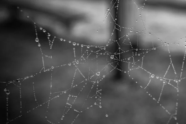 Hermoso Poco Gotas Agua Suave Una Tela Araña Primer Plano —  Fotos de Stock