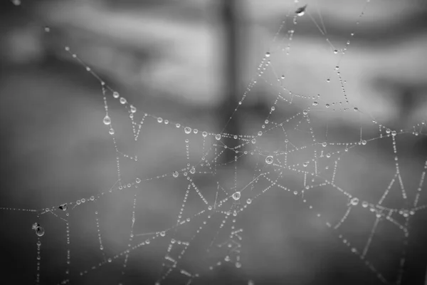 秋天的一天 在室外的特写中 美丽的小软水滴在蜘蛛网上 — 图库照片