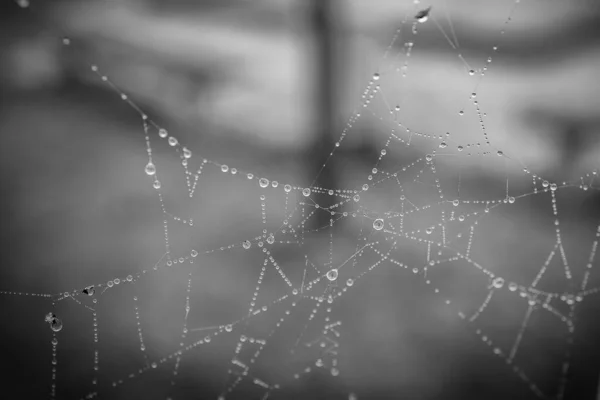 Hermoso Poco Gotas Agua Suave Una Tela Araña Primer Plano —  Fotos de Stock